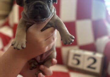 French Bulldog puppies