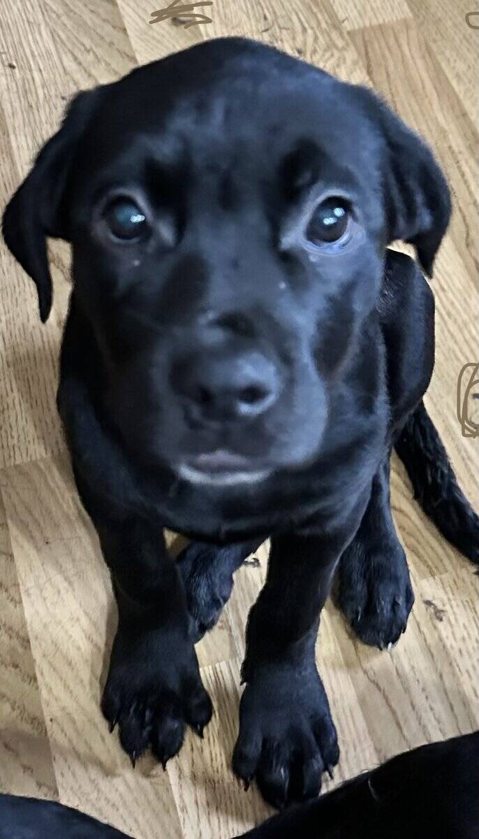 Cane Corso- Rottie Puppies image 5