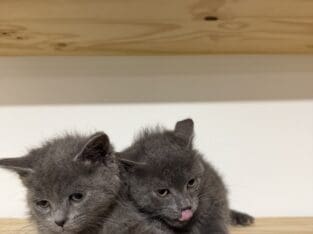 Russian blue fall/winter 2025