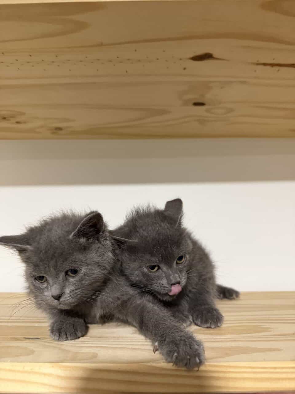 Russian blue fall/winter 2025 image 1