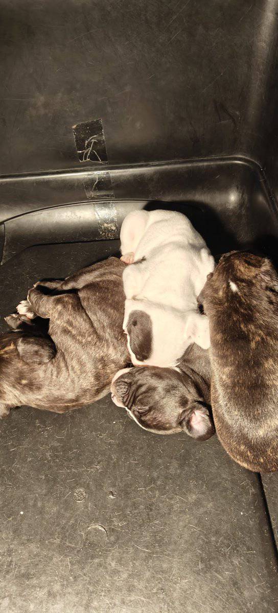 Frenchie bully hybrid image 4