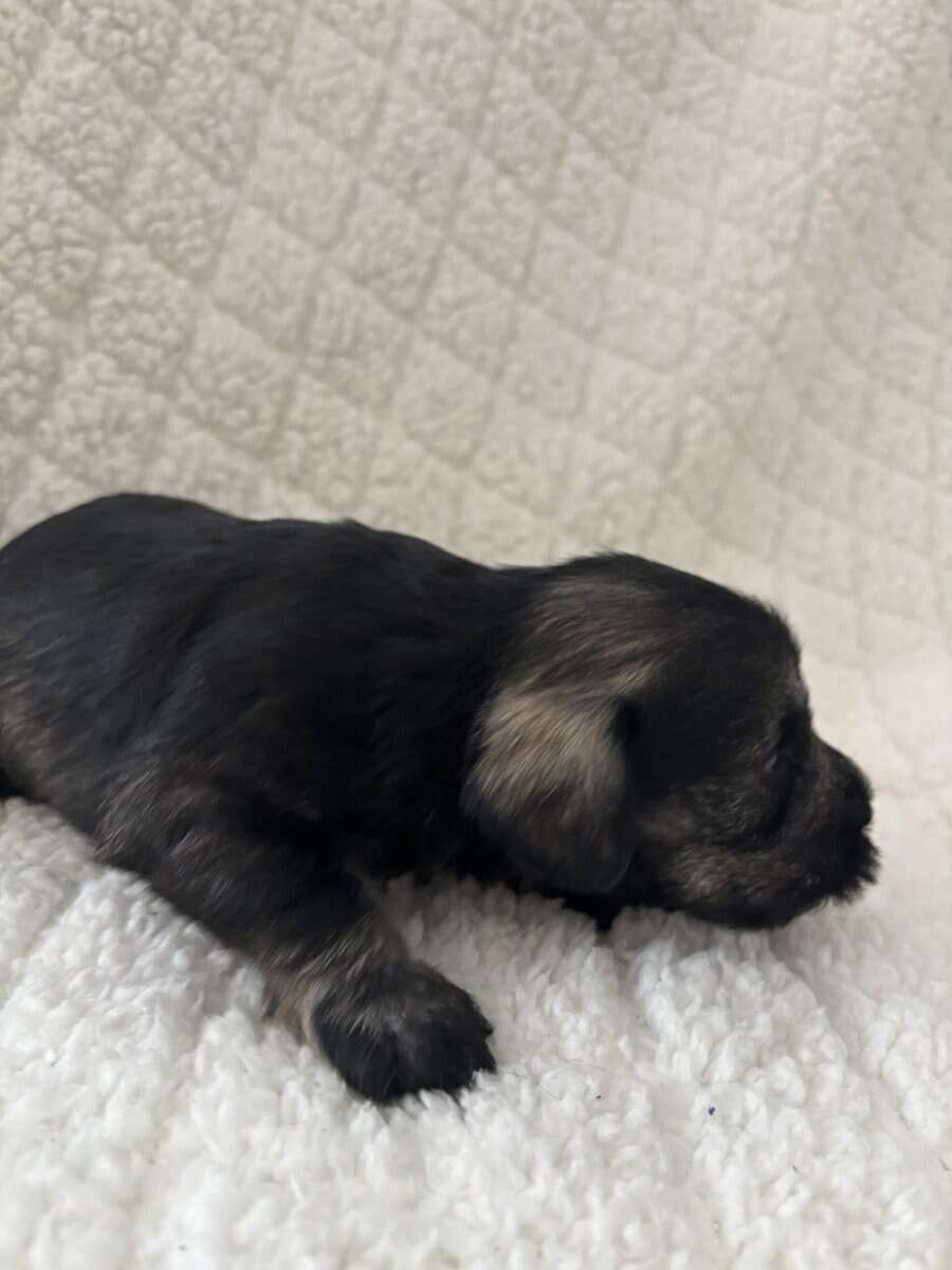 Male, Miniature Schnauzer's needing a forever home image 5