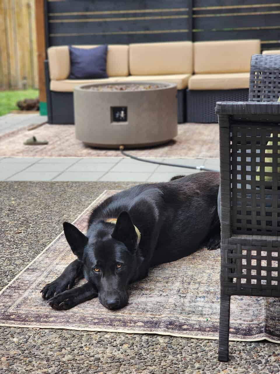 Black German Shepherd Shadow image 3