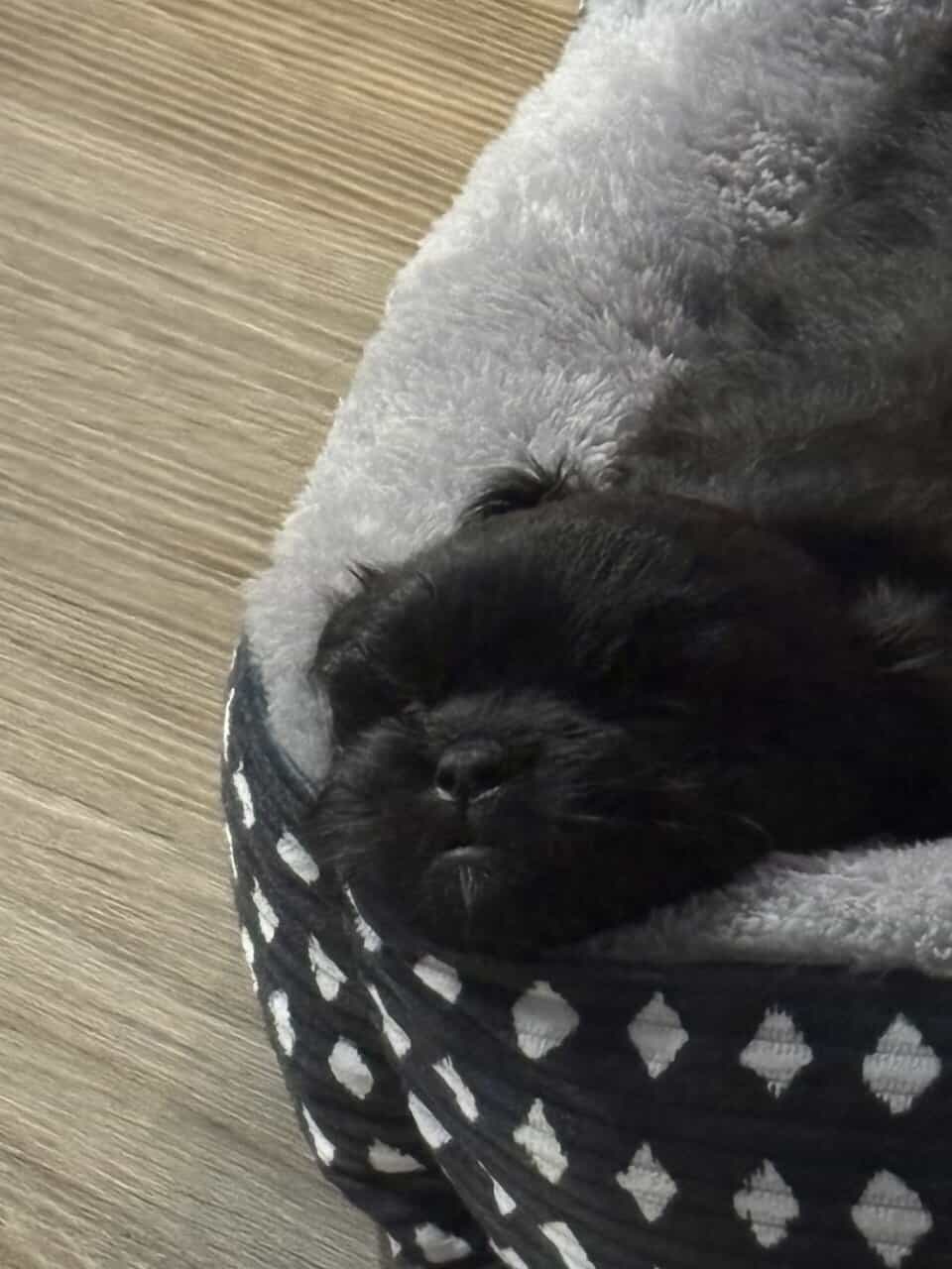 9 week old shichon image 1