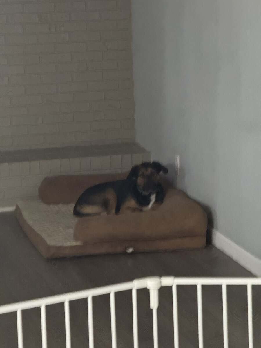 2 male mixed breeds for free image 3
