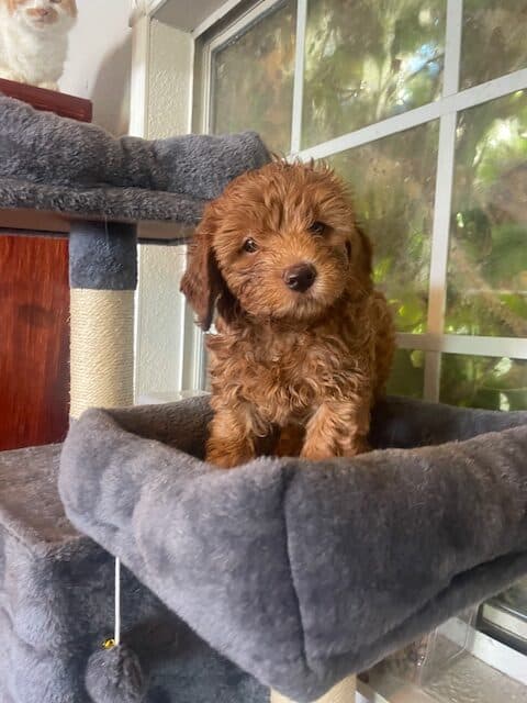 mini labradoodles image 2