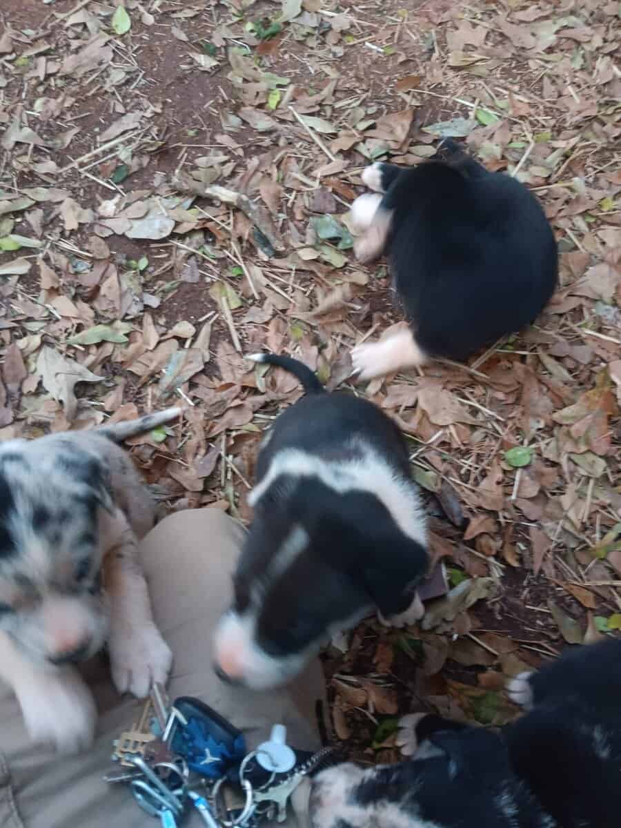 GREAT PYRE-DANE PUPPIES image 14