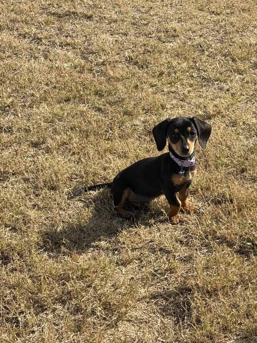 Mini Dachshund image 1