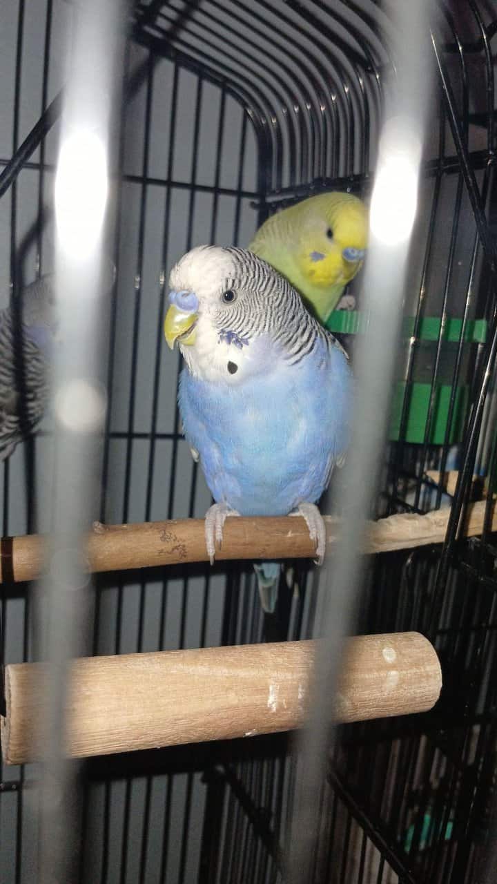 4 Dark blue friendly male budgies (35 ea.) image 1
