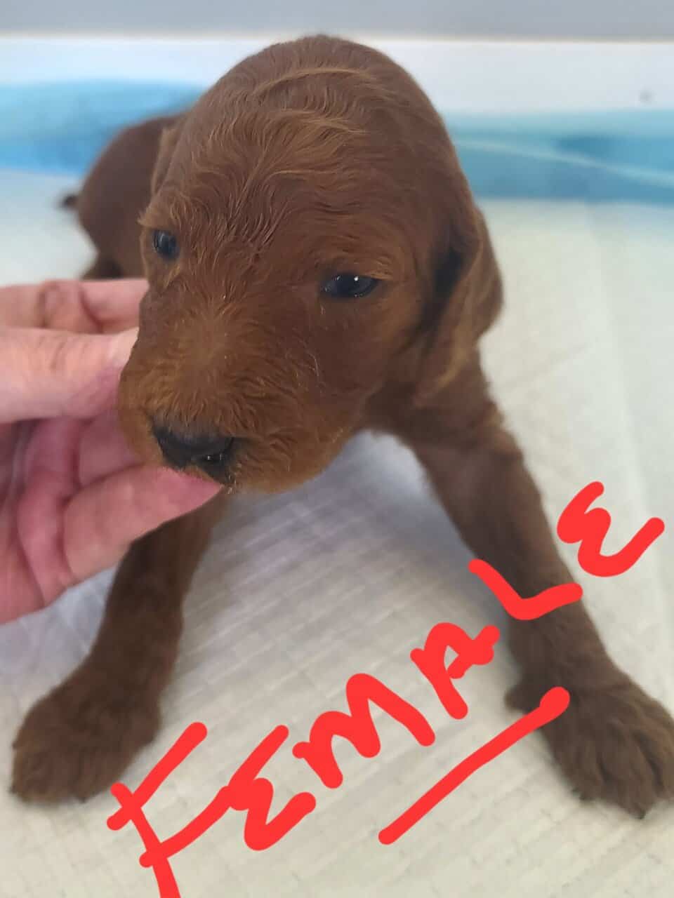 F2b Goldendoodles image 7