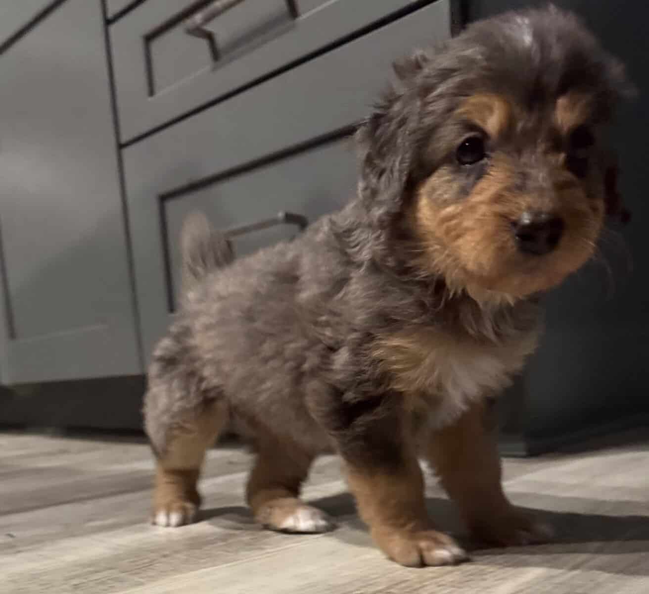 Bernedoodle pups image 1