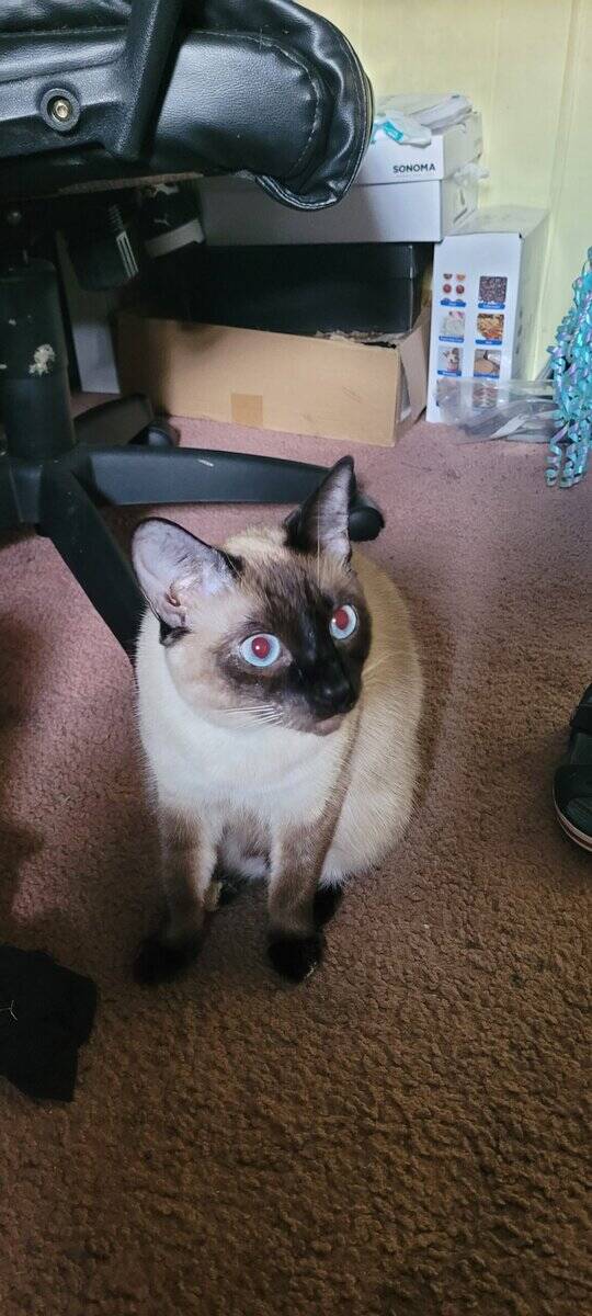 Siamese - Mix image 2