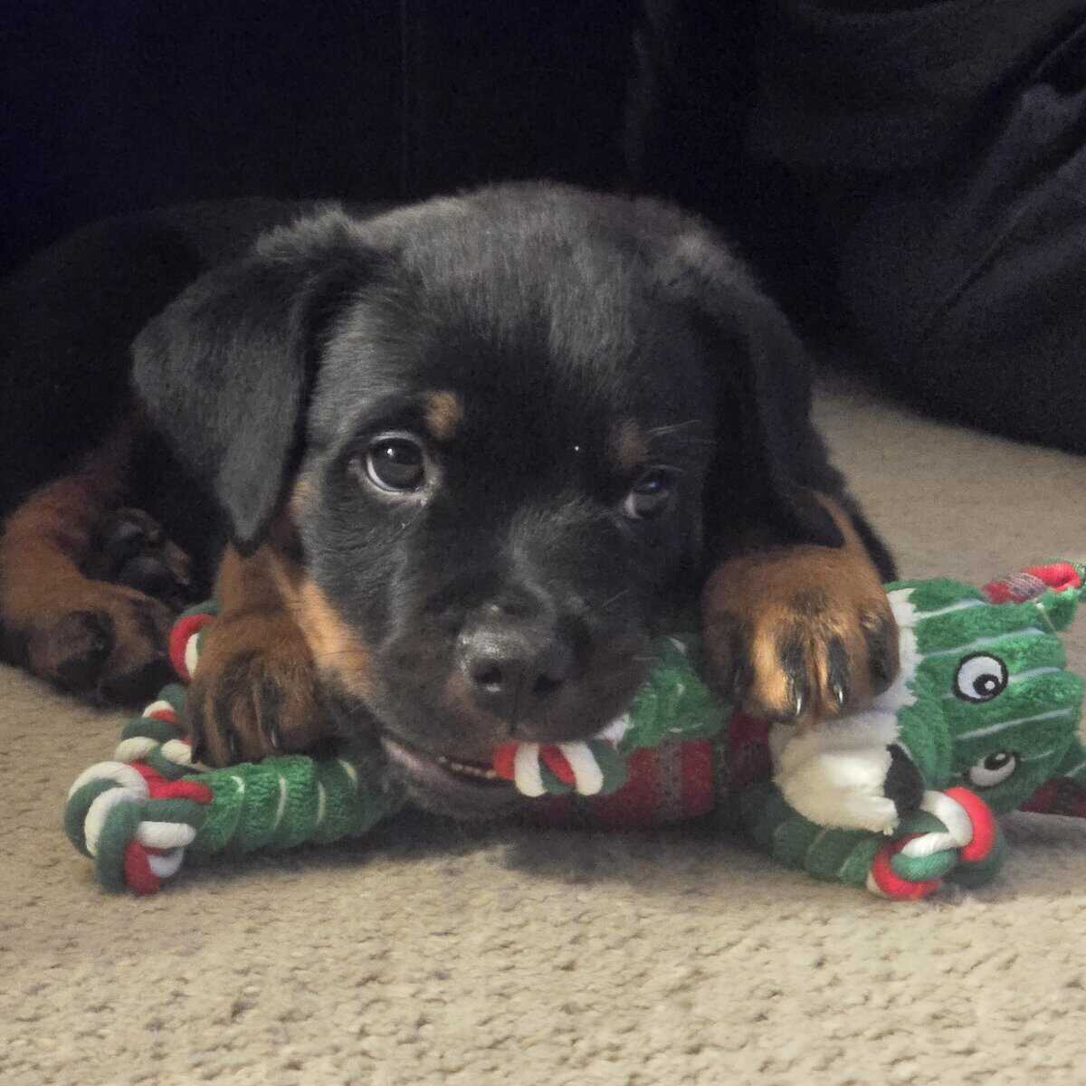 Playful loveable Rottweiler puppies image 2