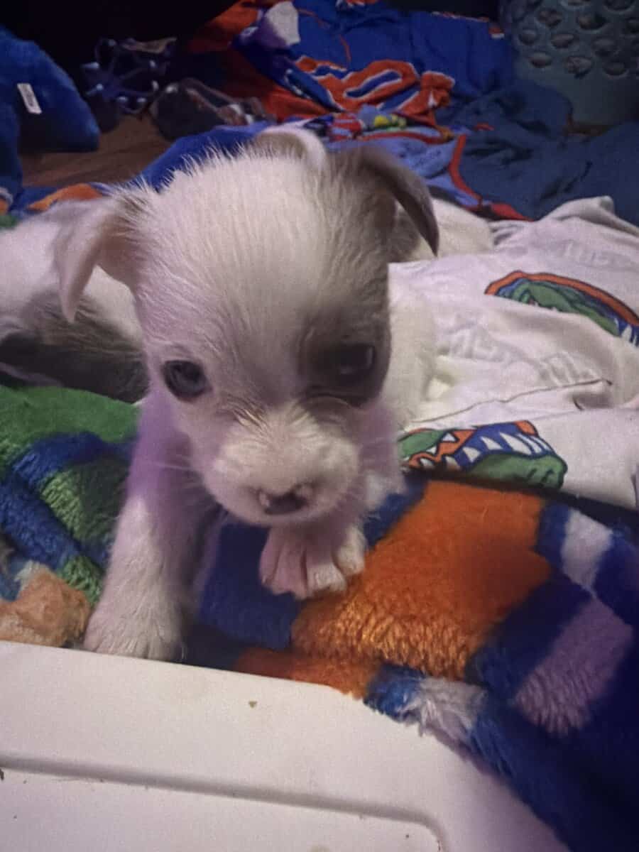 She needs a home bad will be ready to leave 12-23 image 2