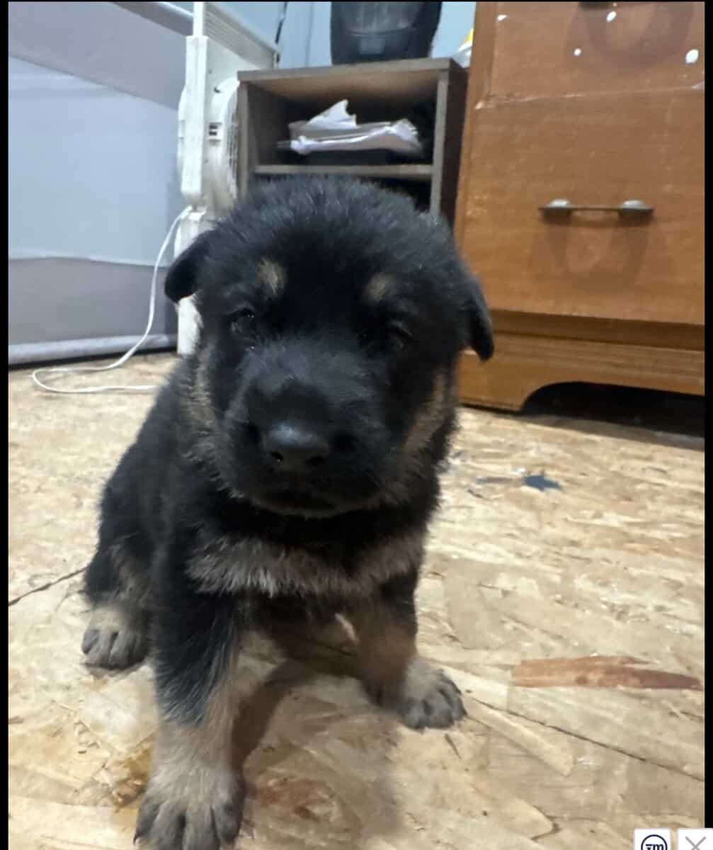German shepherd puppies image 2