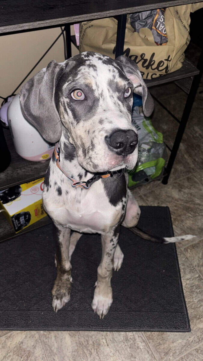 Luna, Great Dane for sale image 6