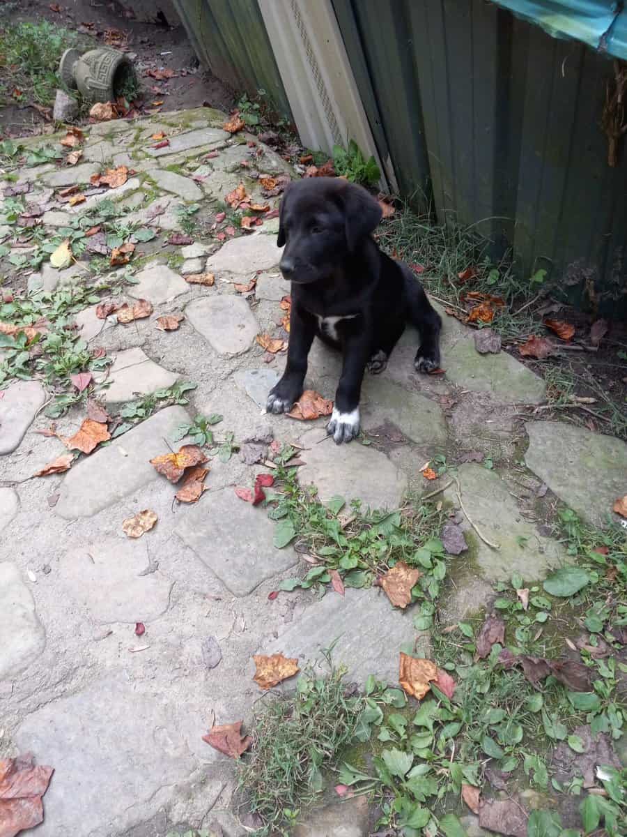 Great Pyrenees and black lab mix image 6