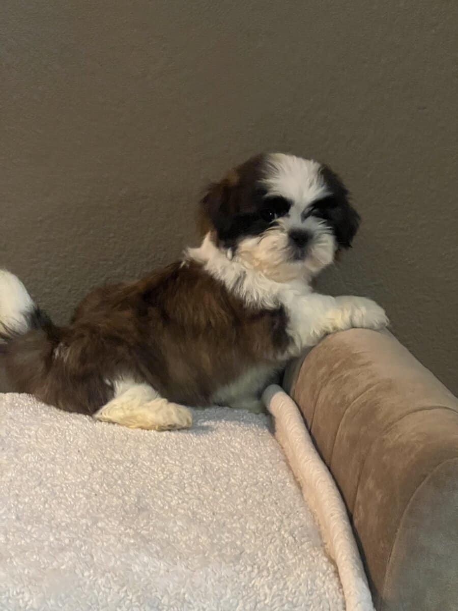 Shih Tzu puppies image 2