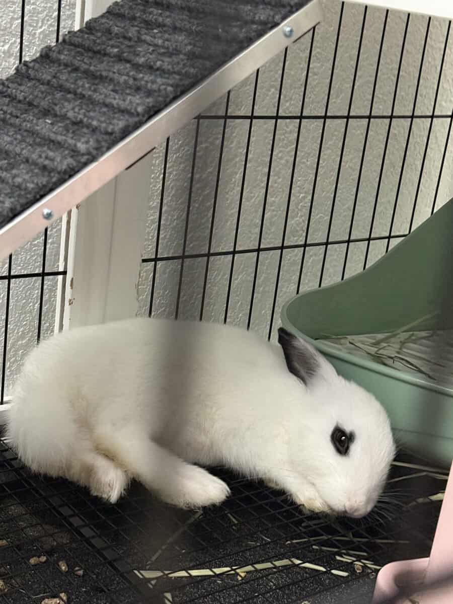 Beautiful bunny looking for a loving home image 2