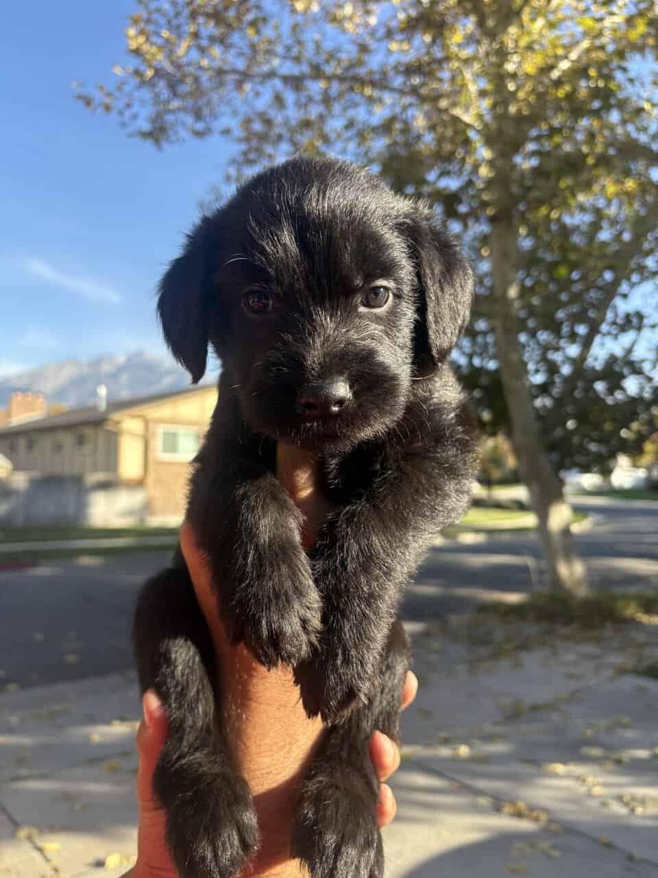 Lab × Husky Puppies Looking for Loving Homes! image 4