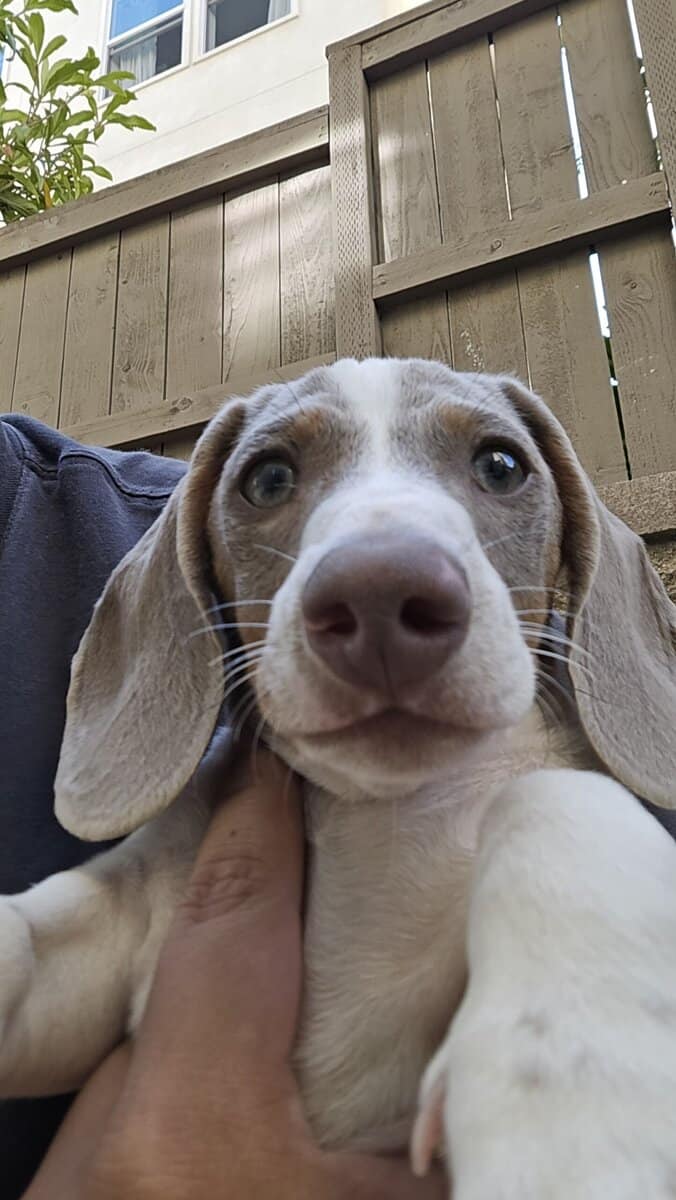 Miniature dachshunds pet puppy - $2,500 image 2