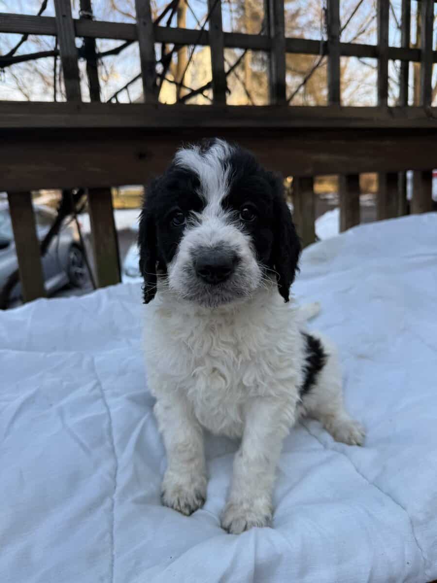 Saint Berdoodle image 3