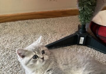 Scottish Straight male for sale