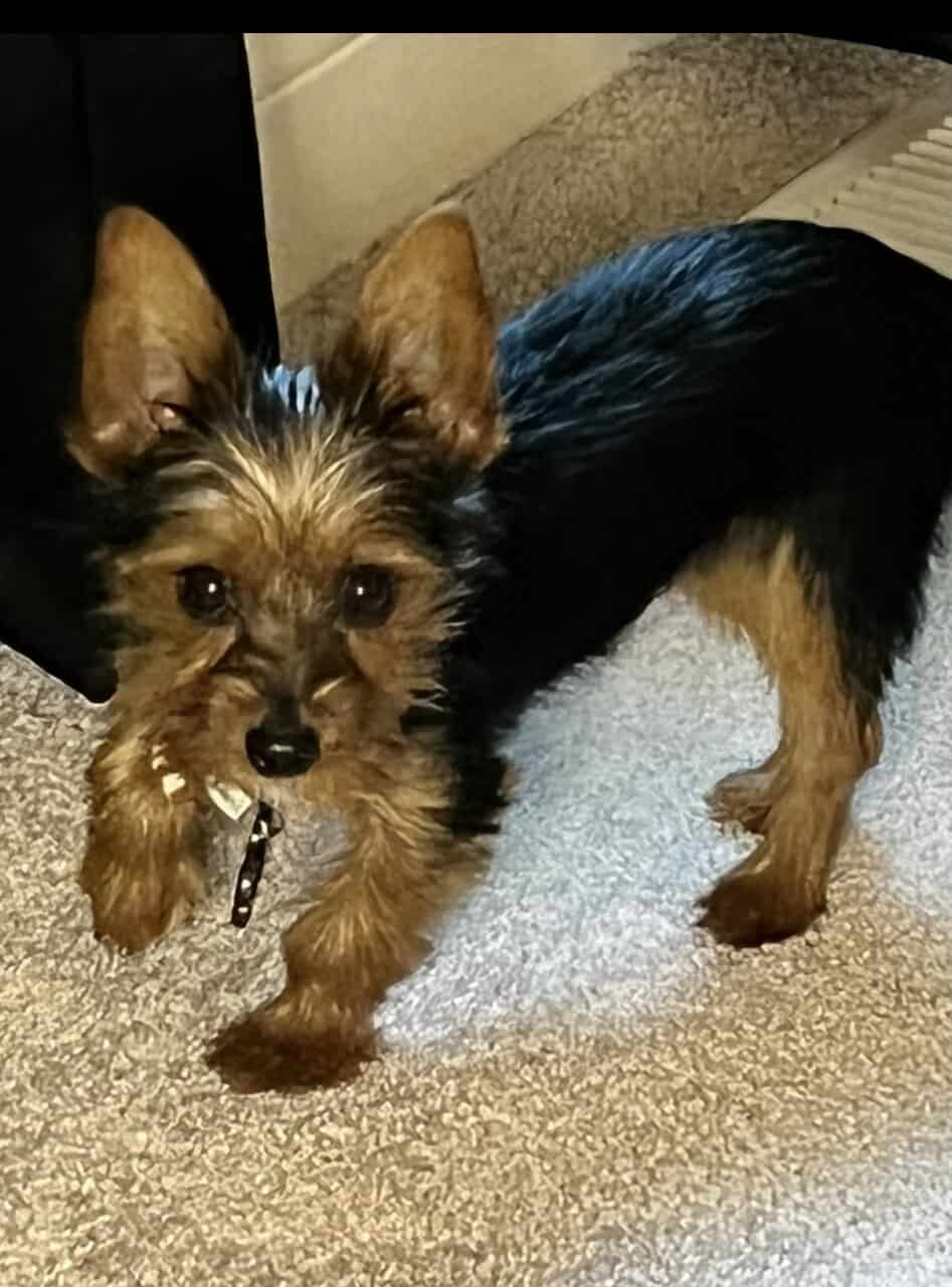 Registered Yorkie image 2