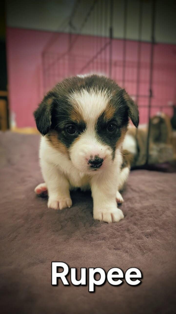 Cowboy Corgi pups image 3