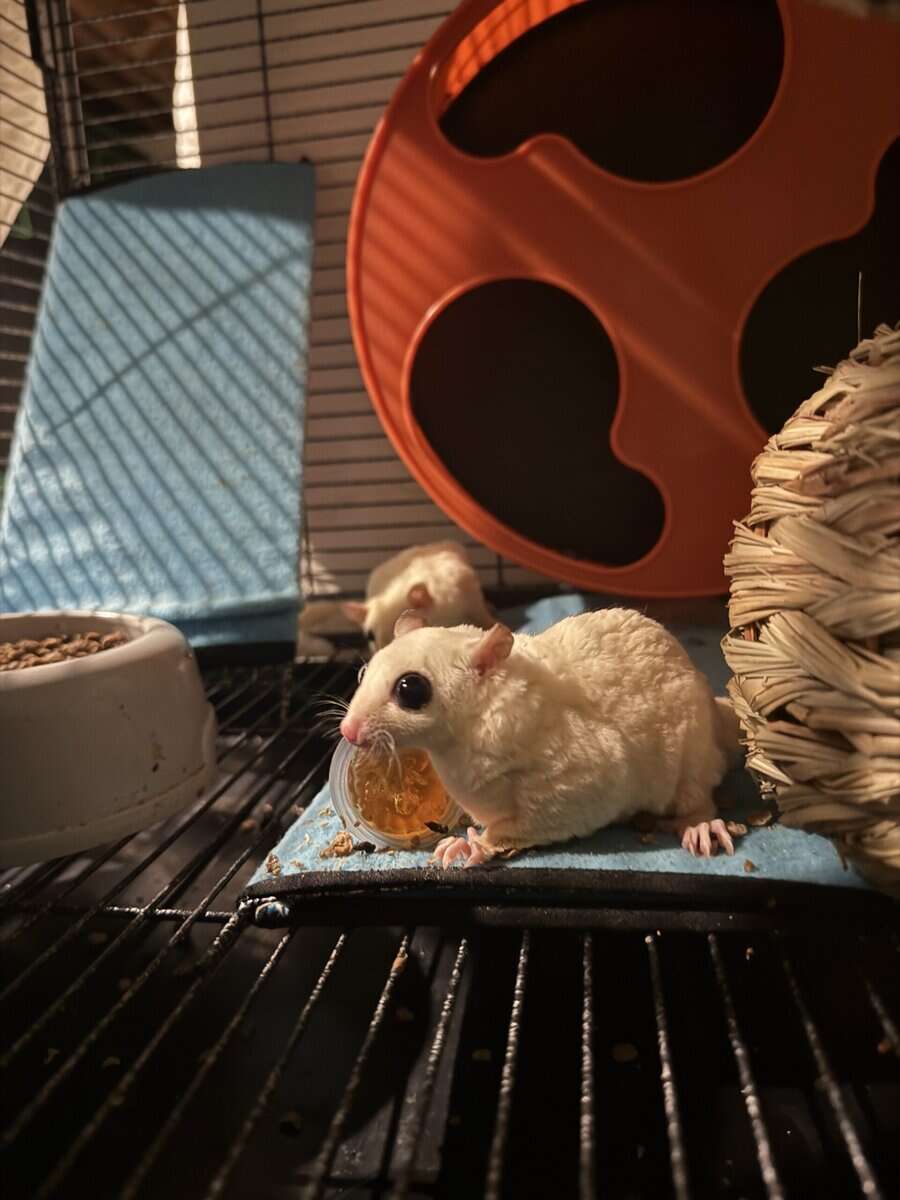 Sugar gliders - 2 female image 6
