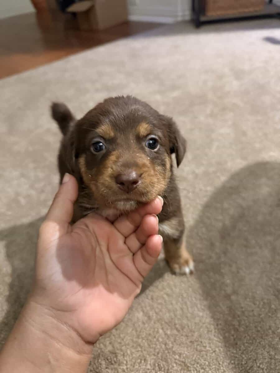 Aussie puppies for Christmas image 3