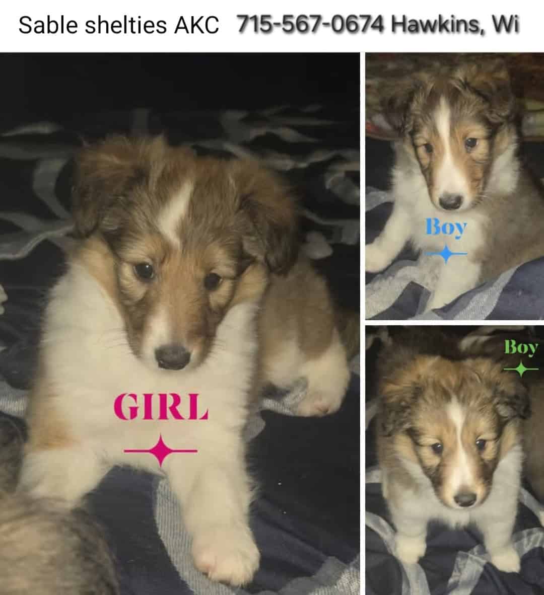 Sheltie puppies image 1