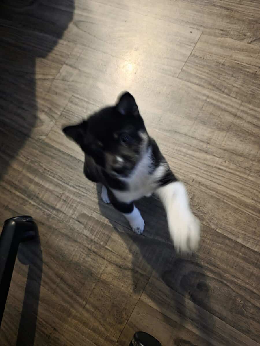 Shiba Inu puppies image 3