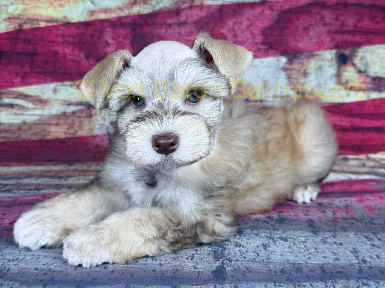 AKC mega coated miniature schnauzer puppies image 4