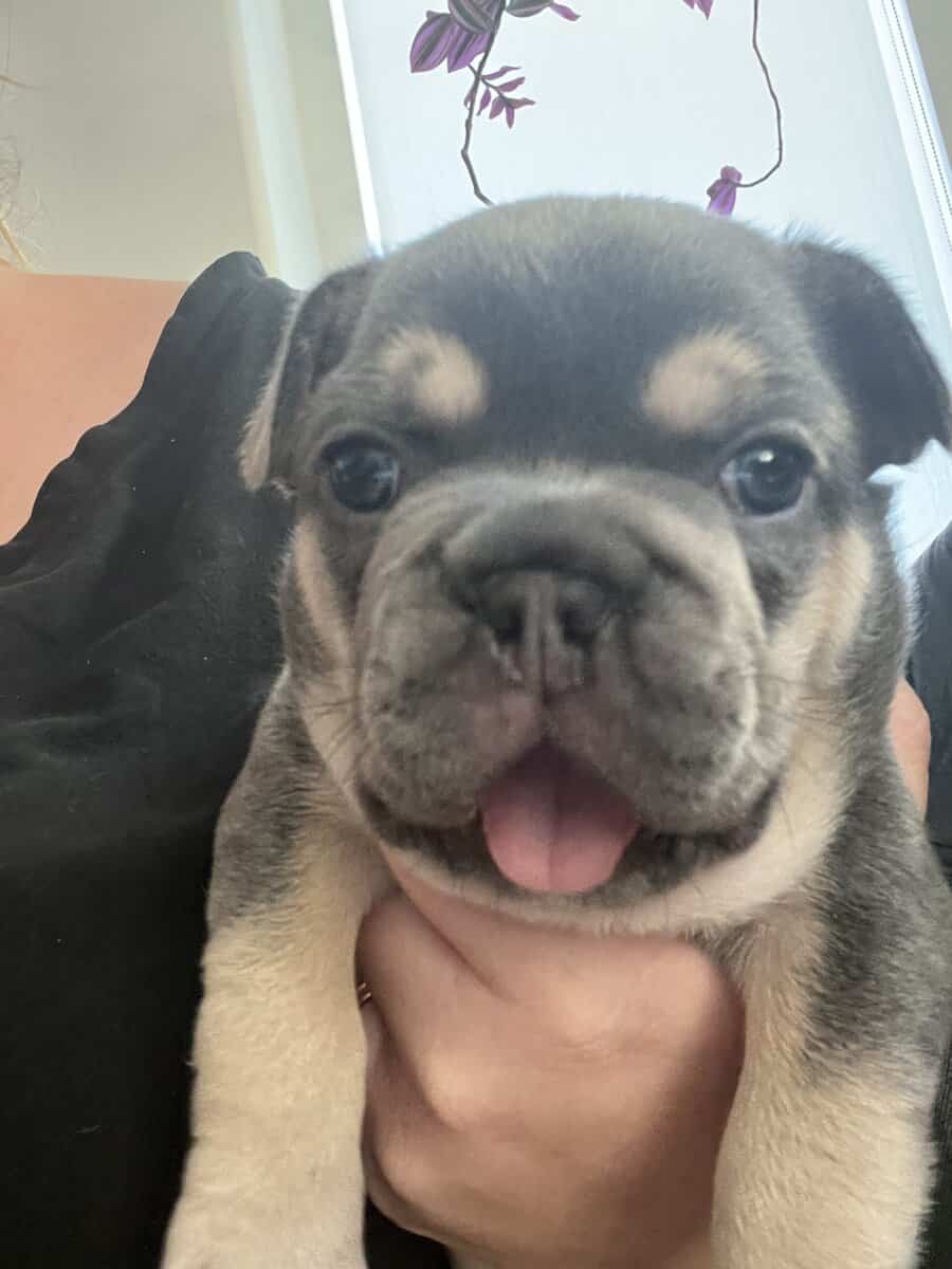 French Bulldog Puppies image 6