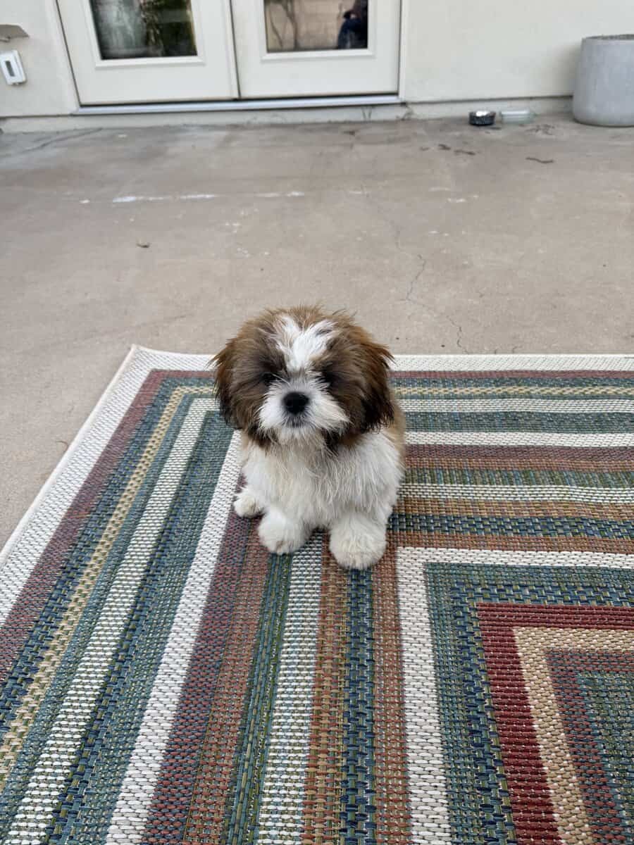 Shih Tzu for sale image 9