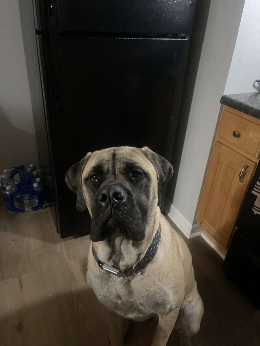 Mastiff Puppies image 3