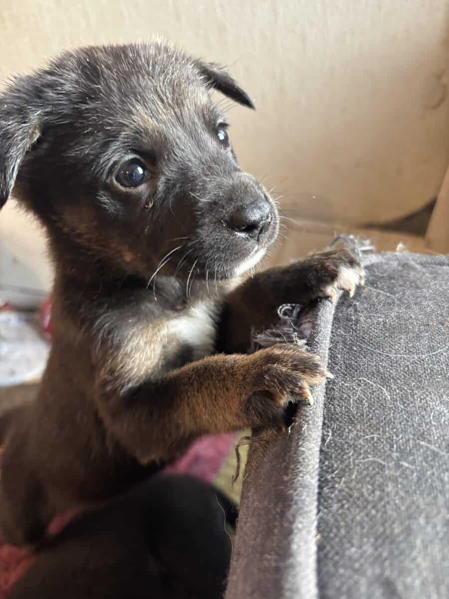 6 shepherd mix and 6 Weimaraner mix pups image 5