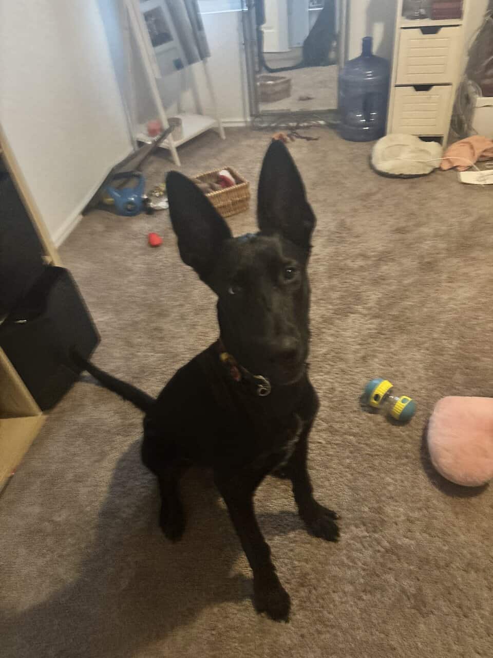 6 month old Puppy image 1