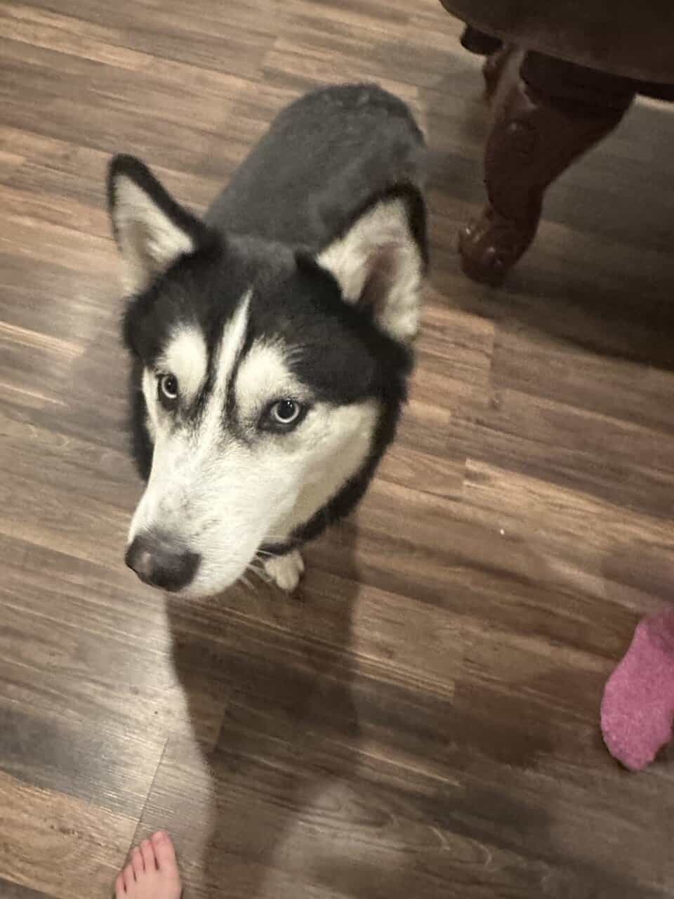 Husky - purebred female image 2