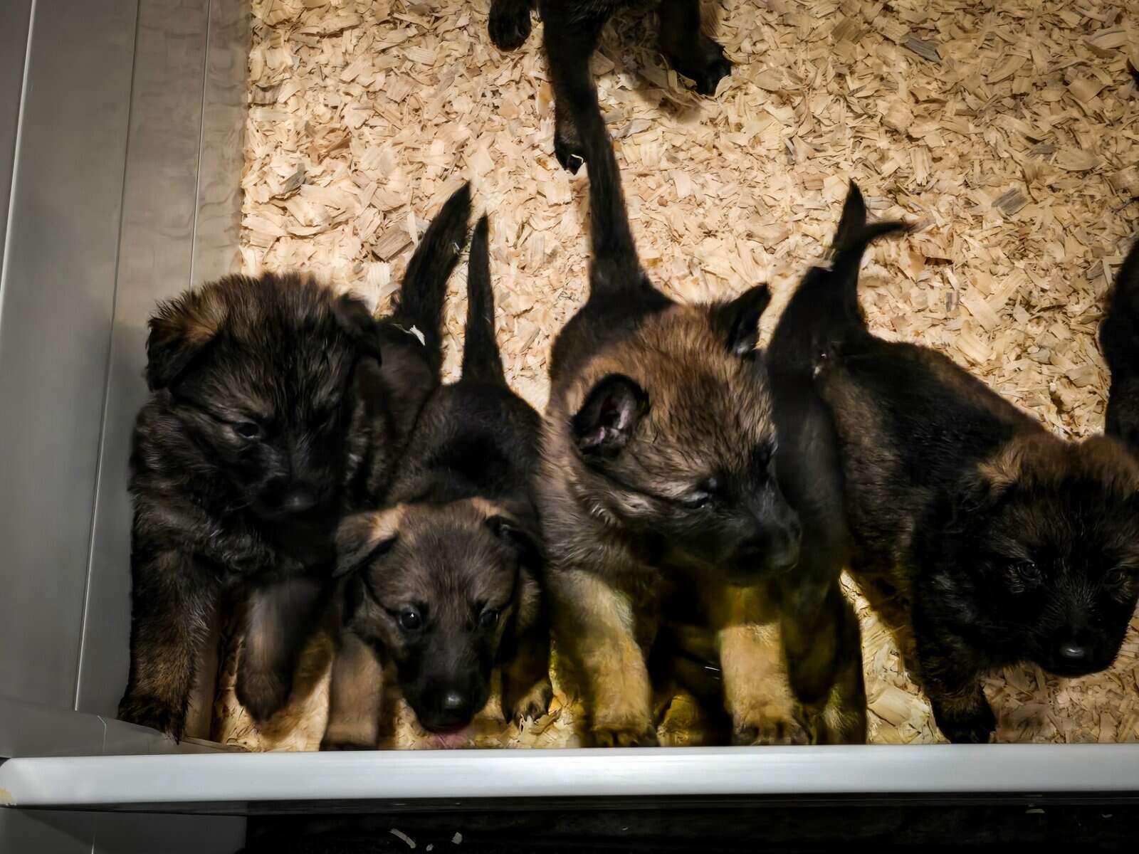 AKC German Shepherd image 2