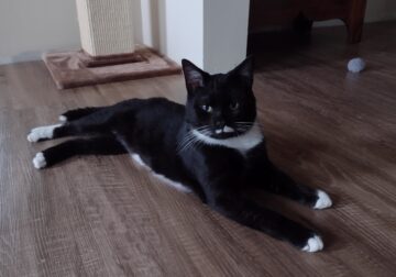 Cooper – Super Sweet 1 year old Deaf Male Cat