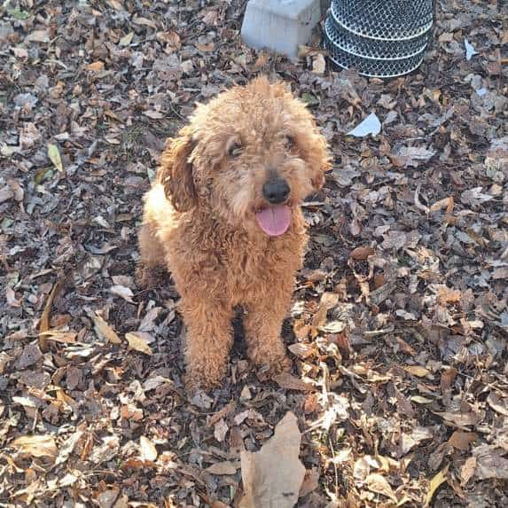 King ( miniature Poodle) image 4