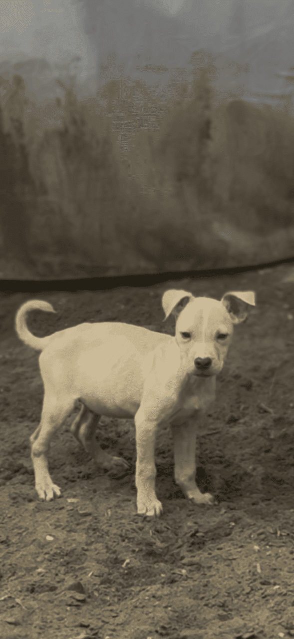 Pups / dog for sale image 2