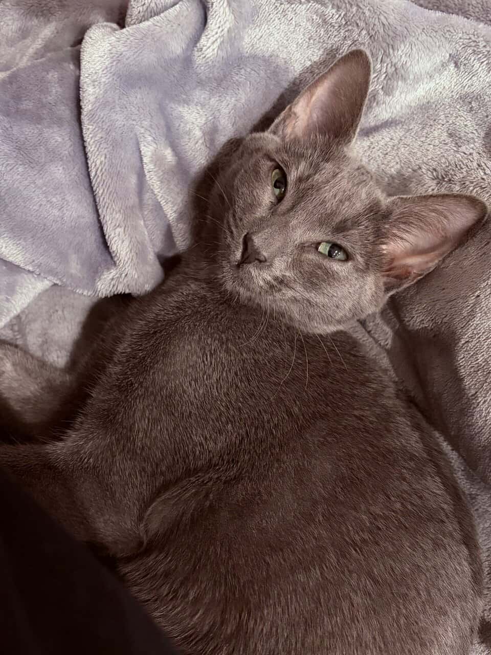 Kitten image 3