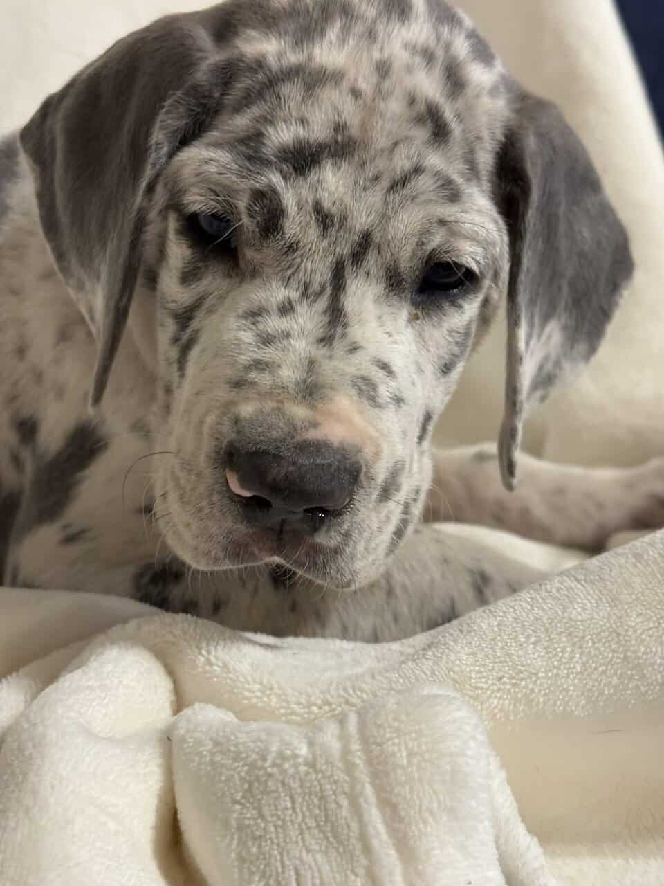 Rehoming Great Dane puppies. image 9