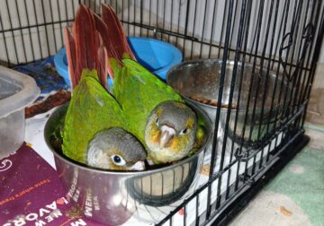 Baby Conures
