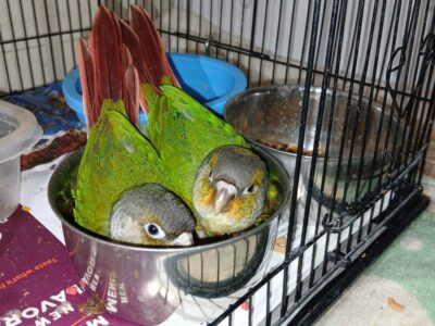 Baby Conures