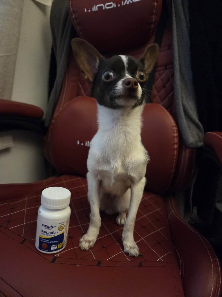 8 month old Chihuahua puppy image 6