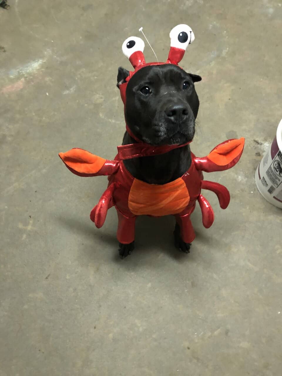 Lab/pit mix looking for loving home image 5